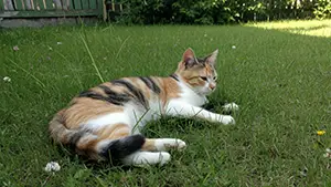 一隻三花貓趴在戶外的綠色草地上休息